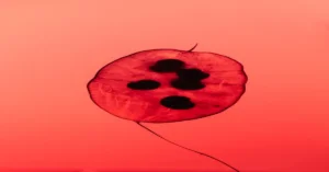 Read more about the article What are the Different Types of Sickle Cell Disease?